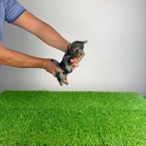 Yorkshire Terrier - Boxy