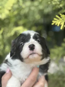 Border Collie - Bársony