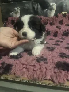 Border Collie - Seal Fehér Szuka