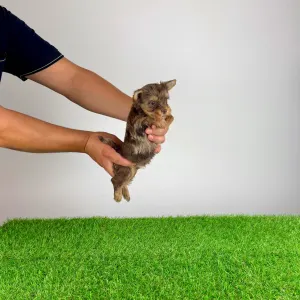Yorkshire terrier - Chippy