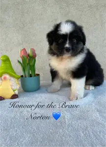 Australský ovčák - Honour For The Brave Norton