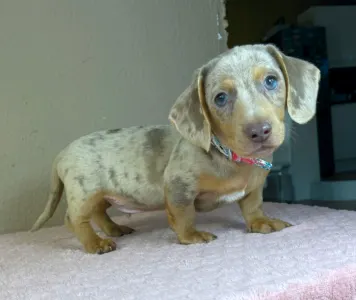 Dachshund - Lucas