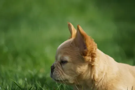 Französische Bulldogge - Pepper