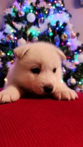 Siberian Husky - Rubin Of Polar Moonlights