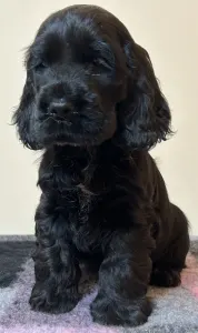 Cocker spaniel angielski - Demona