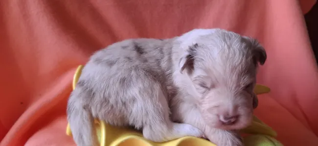 Border Collie - Fióna