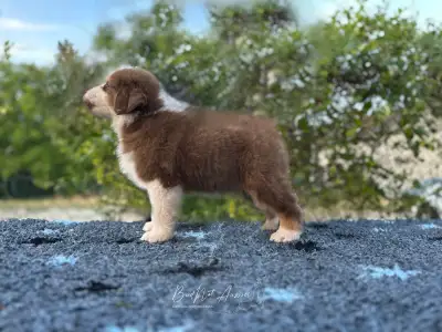 Australian Shepherd - Budnat Aussies Hey Halo Glo
