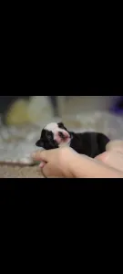 Boston Terrier - Villám ( Blitzen )