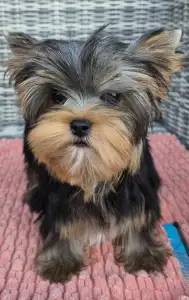 Yorkshire Terrier - Taboo (kisméretű / Small Size)