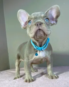 Buldog francuski - Enzo