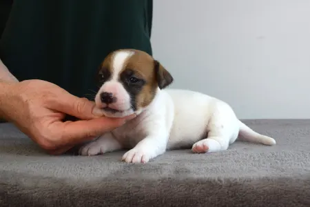 Jack Russell Terrier - Xantos