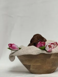 Pudel medium - Rosé