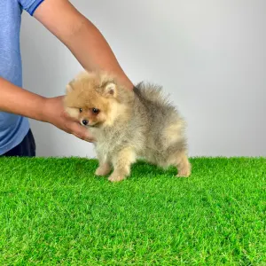 German Pomeranian Spitz - Eclips