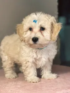 Maltipoo - Matthew
