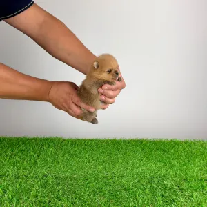Pomeranian - Tommy