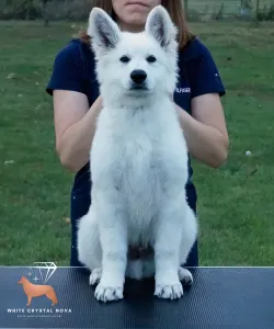 Berger Blanc Suisse - Azurit Of White Crystal Nova