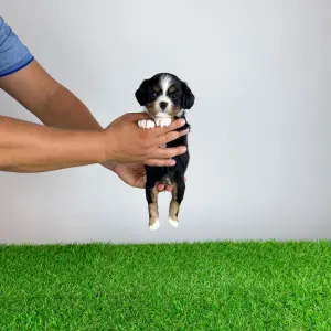 Cavalier King Charles Spaniel - Veritas