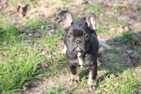 Francouzský buldoček - Whisper 