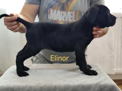 Cane Corso Italiano - Forza Di Diavolo Elinor