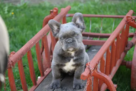 Francia bulldog - Ultor