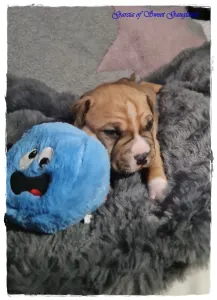 American Staffordshire Terrier - Garcia Of Sweet Gangland