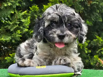 Cavapoo - Merida