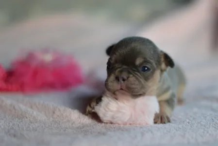 Französische Bulldogge - Mimi