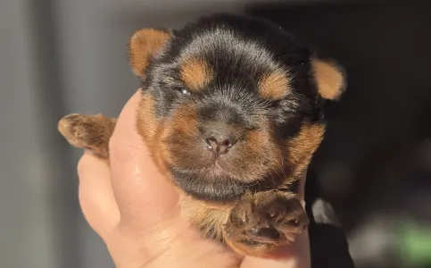 Yorkshire Terrier - Lamborghini Diablo