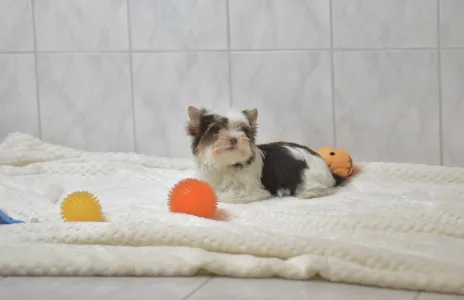 Бивер-йоркширский терьер - Runa Orient 