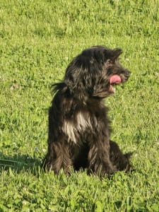 Terrier tibetan - Giacomo