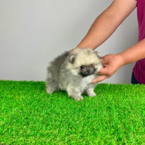 Pomeranian - Chippy