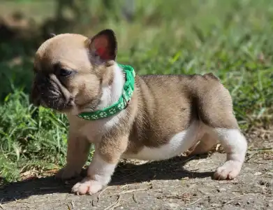 French Bulldog - Hercules