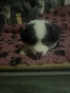 Border Collie - Tricolor Szuka