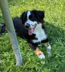 Miniatur amerikanischer Schäferhund - Flo (florence)