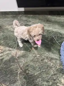 Maltipoo - Boni