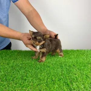 Yorkshire Terrier - Landro