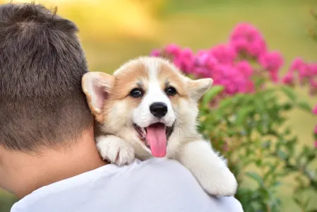 Corgi galez Pembroke - Gingers Heritage Joy Of Lefkada