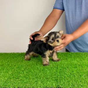 Yorkshire Terrier - Wolke