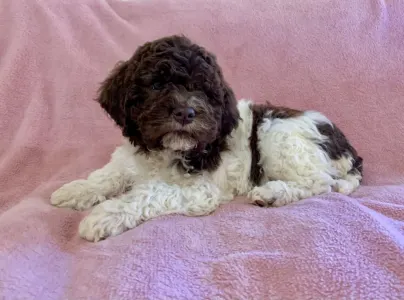 Lagotto Romagnolo - Ghita