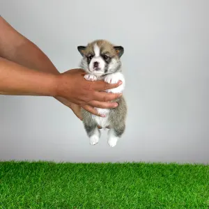 Pembroke Welsh Corgi - Zyrus
