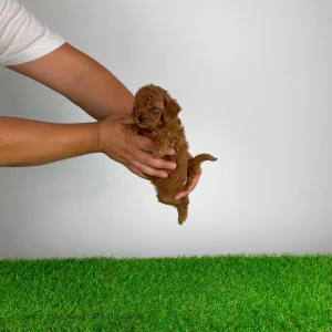Poodle Toy - Xixo