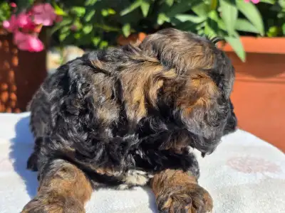 Cavapoo - Anakin