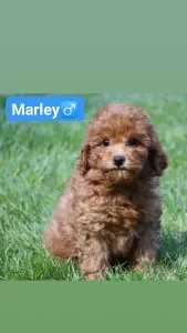 Labradoodle - Marley