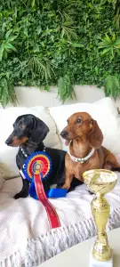 Dachshund - Aramis Noble Knight
