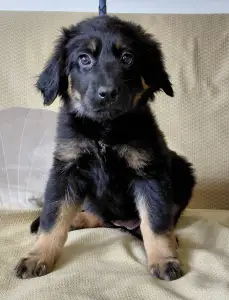 Hovawart - Buda Side Carmen Christmas 