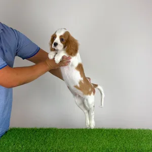 Cavalier King Charles Spaniel - Patriot
