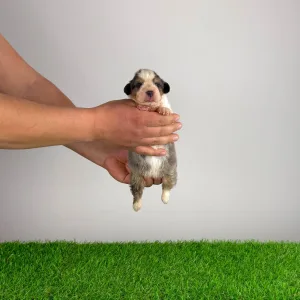 Australian Shepherd - Dorabella 