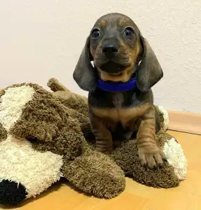 Dachshund - Mr Blue