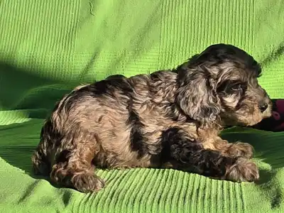 Cavapoo - Melody
