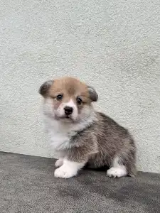Welsh corgi pembroke - Ubul